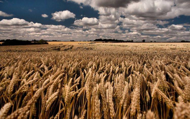 field, Landscape, Wheat HD Wallpaper Desktop Background