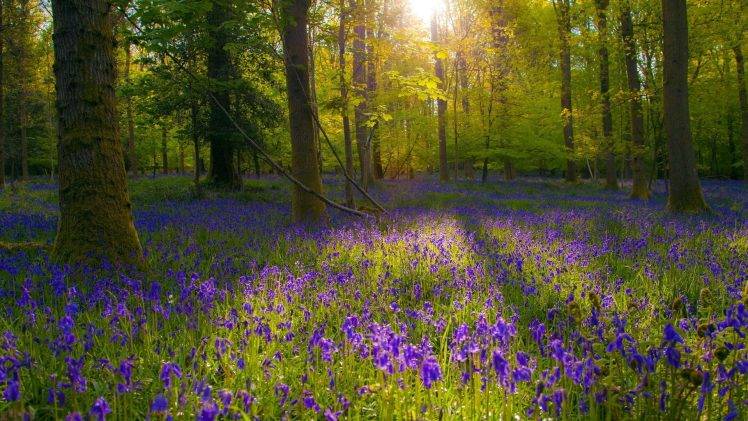 landscape, Flowers, Forest, Sunlight, Blue Flowers HD Wallpaper Desktop Background