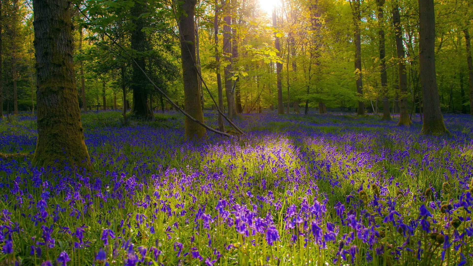 landscape, Flowers, Forest, Sunlight, Blue Flowers Wallpapers HD / Desktop  and Mobile Backgrounds
