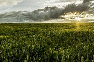 grass, Sunlight, Romania, Landscape, Nature, Field