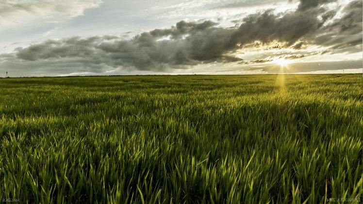 grass, Sunlight, Romania, Landscape, Nature, Field HD Wallpaper Desktop Background