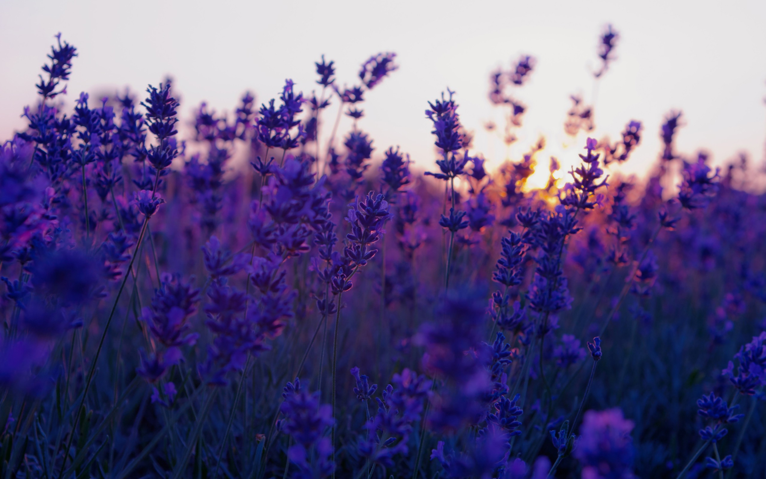 nature, Flowers, Landscape, Lavender, Purple Flowers Wallpapers HD ...