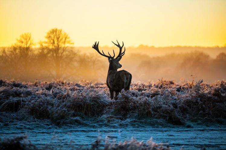 deer, Stags, Animals, Nature, Landscape, Sunlight, Morning, Frost HD Wallpaper Desktop Background