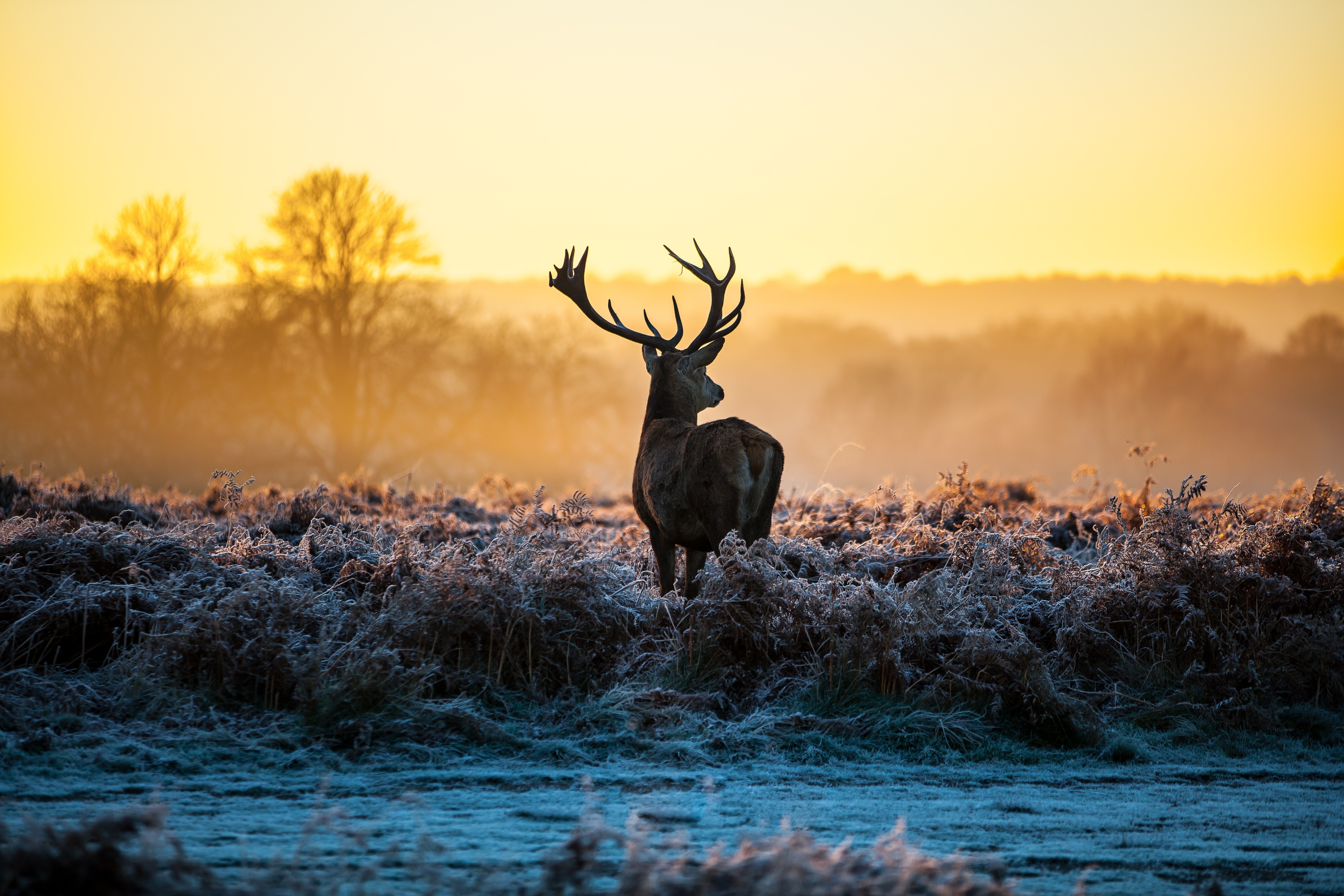 deer, Stags, Animals, Nature, Landscape, Sunlight, Morning, Frost