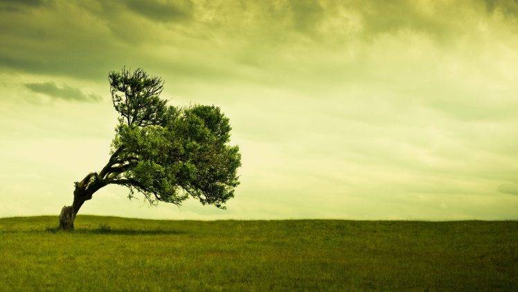 landscape, Trees, Alone, Green, Field, Nature Wallpapers HD / Desktop and  Mobile Backgrounds