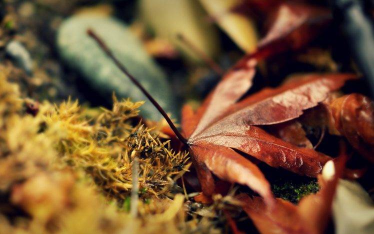 leaves, Landscape, Macro, Nature HD Wallpaper Desktop Background