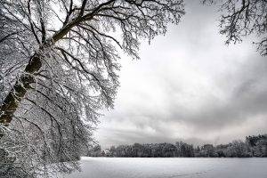 winter, Snow, Trees, Landscape, Nature, White