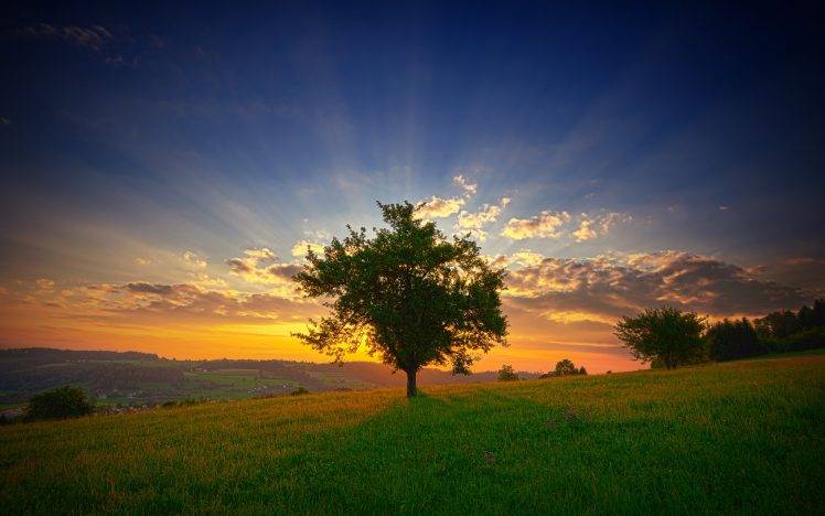 trees, Landscape, Nature, Sunset, Sunlight, Field HD Wallpaper Desktop Background