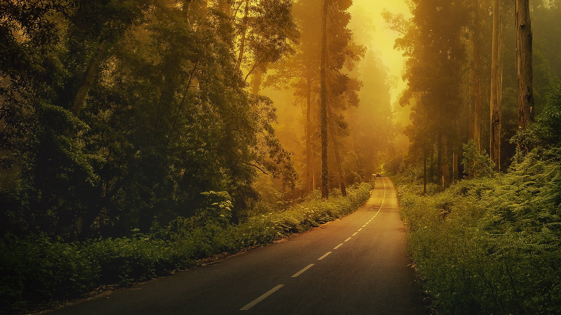 road, Forest, Trees, Green, Nature, Landscape Wallpaper