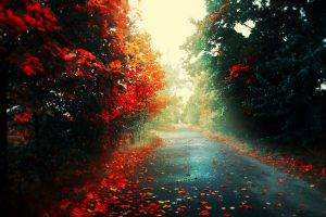 red, Leaves, Road, Forest, Landscape, Fall
