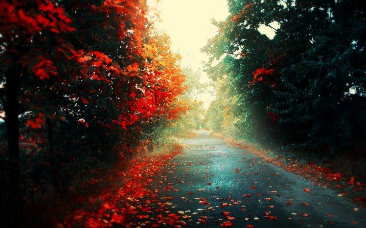 red, Leaves, Road, Forest, Landscape, Fall HD Wallpaper Desktop Background