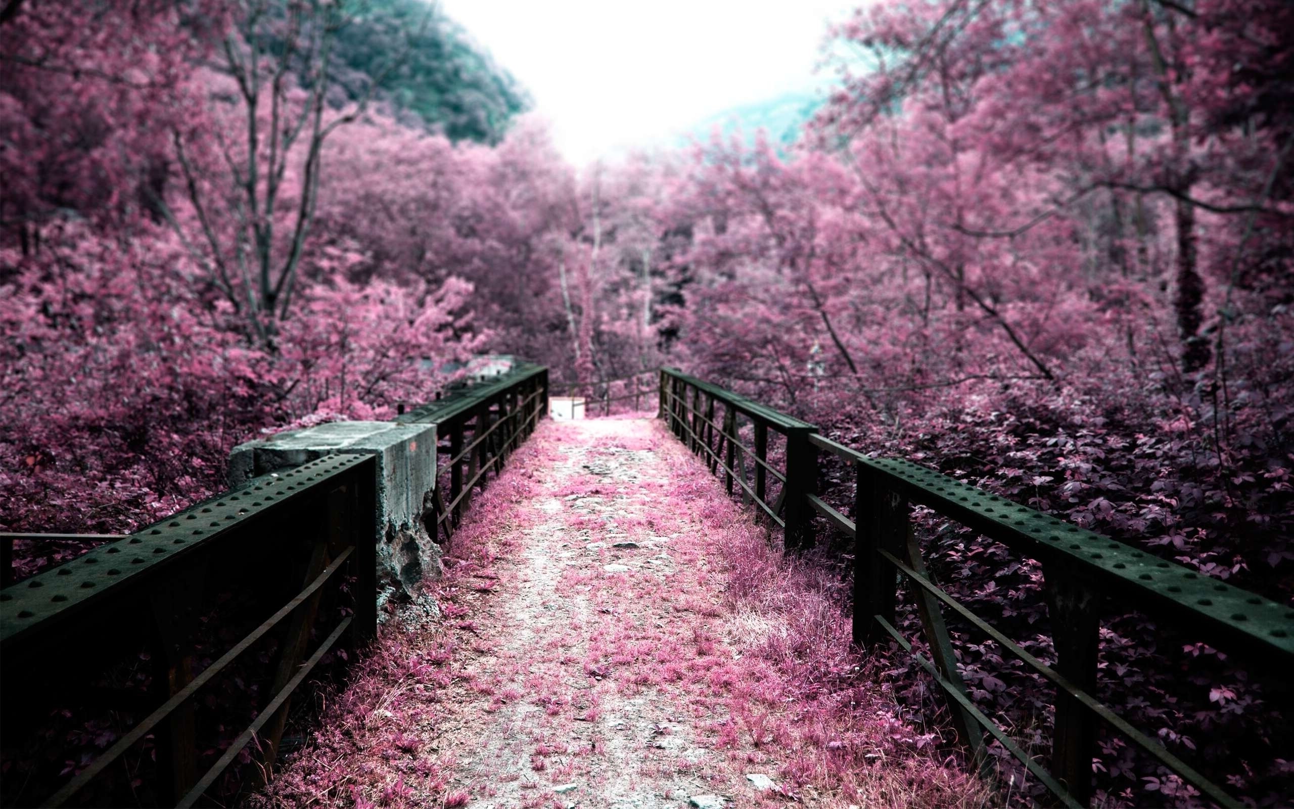pink, Landscape Wallpaper