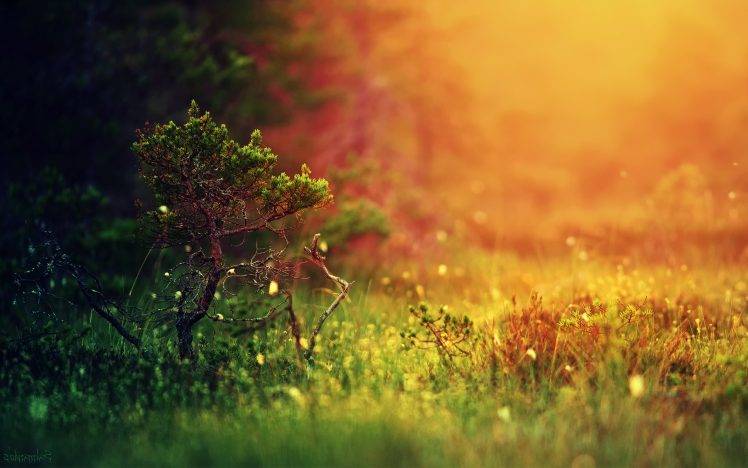 landscape, Depth Of Field, Grass, Blurred, Nature, Trees, Colorful, Simple Background HD Wallpaper Desktop Background