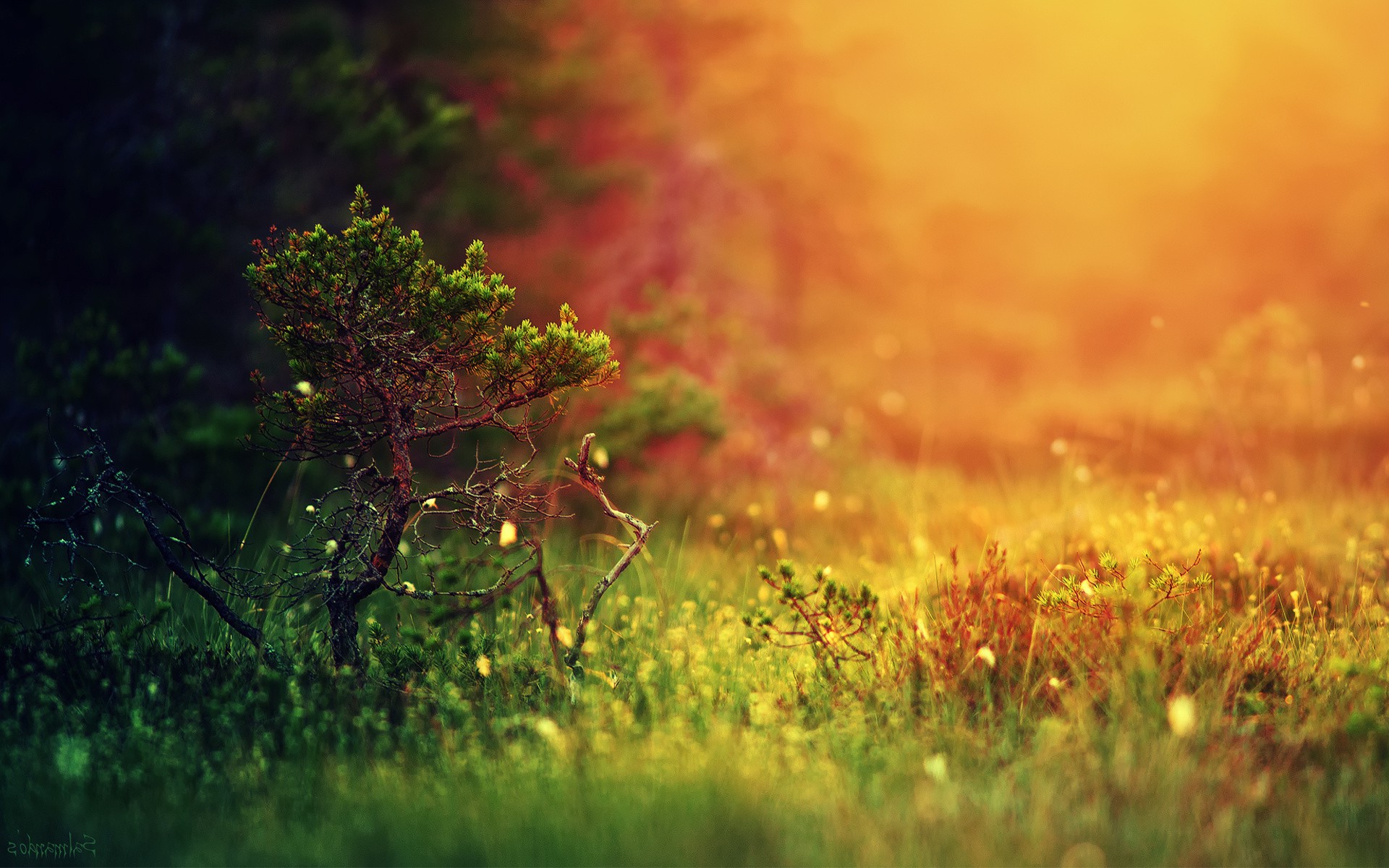 landscape, Depth Of Field, Grass, Blurred, Nature, Trees, Colorful, Simple Background Wallpaper