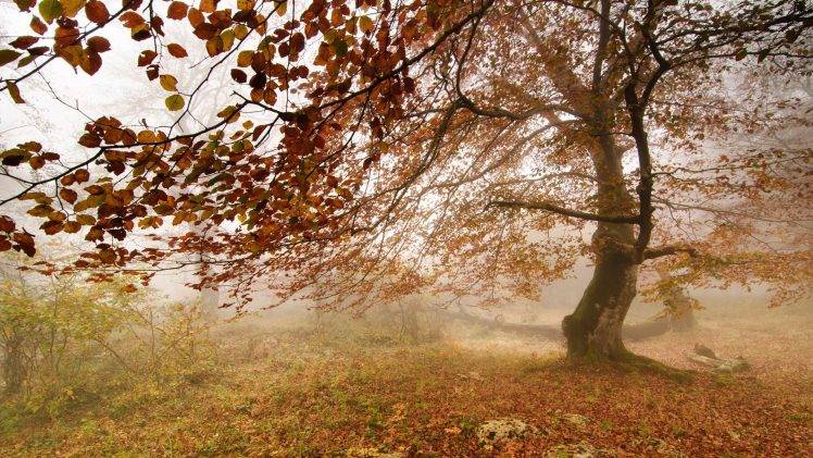 nature, Landscape, Trees, Fall HD Wallpaper Desktop Background
