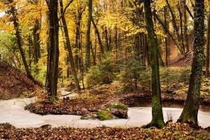 nature, Landscape, Trees, River, Forest, Fall
