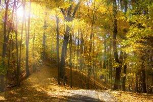 forest, Trees, Leaves, Landscape, Natural Lighting, Yellow, Fall, Sunlight, Nature