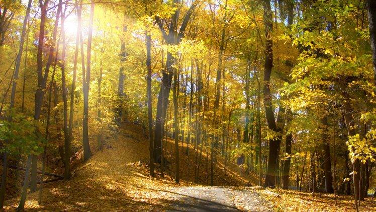 forest, Trees, Leaves, Landscape, Natural Lighting, Yellow, Fall, Sunlight, Nature HD Wallpaper Desktop Background