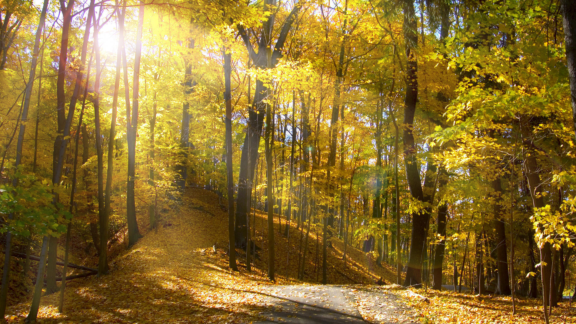 forest, Trees, Leaves, Landscape, Natural Lighting, Yellow, Fall, Sunlight, Nature Wallpaper