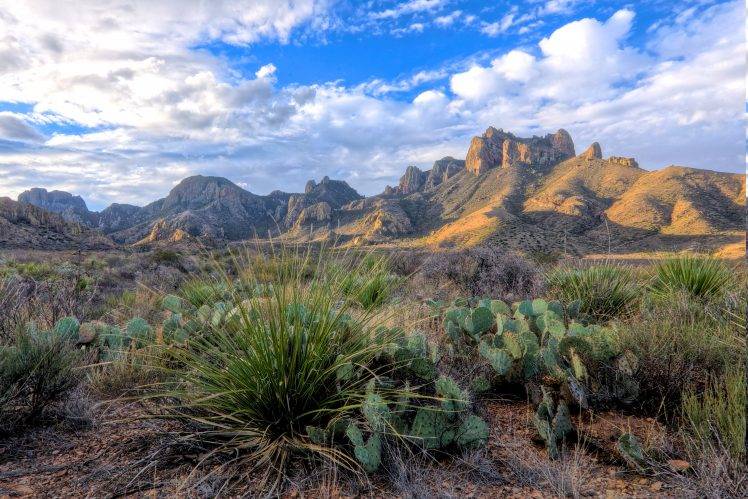 desert, Cactus, Landscape, Shrubs, Clouds, Mountain, Texas, National Park HD Wallpaper Desktop Background