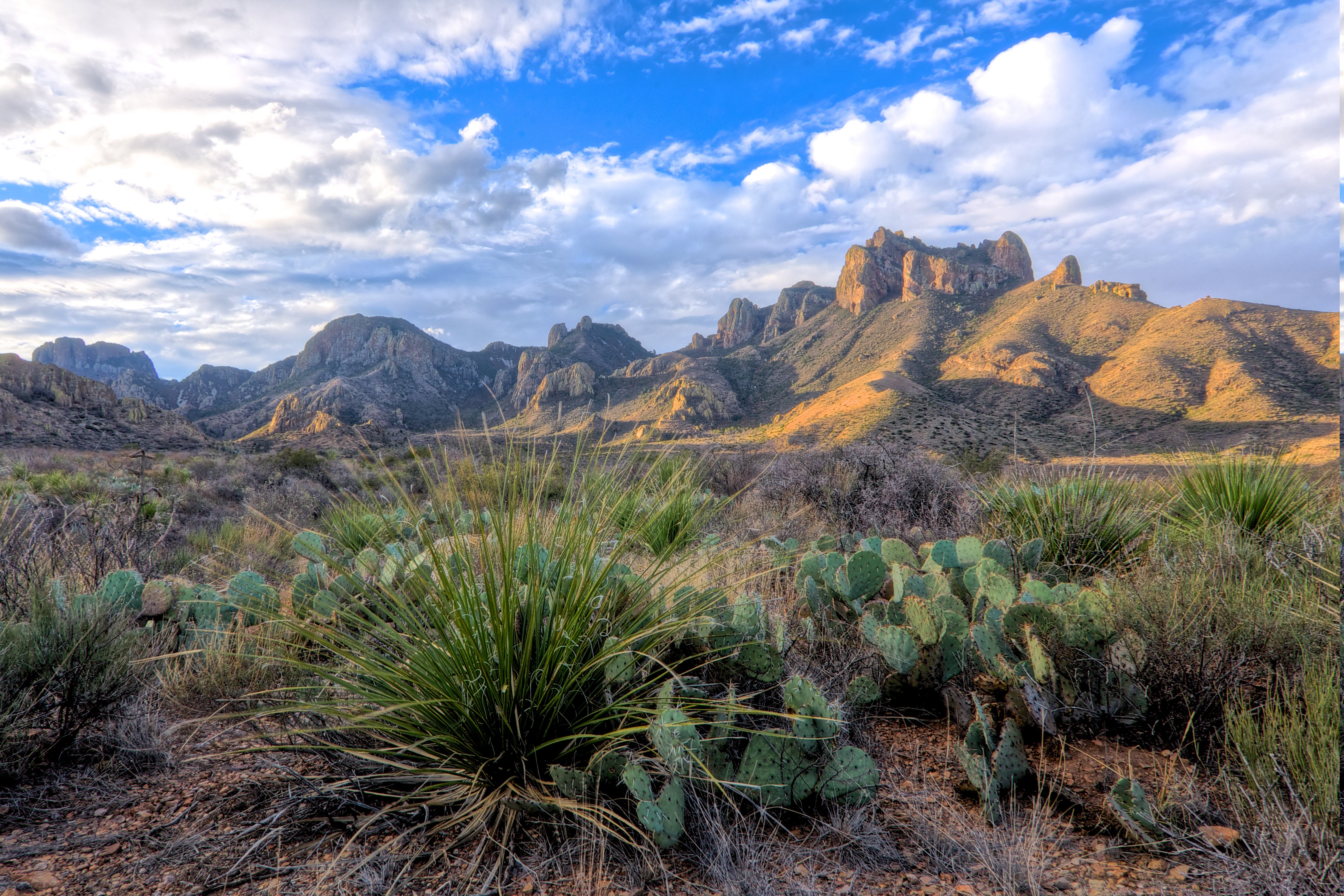 desert, Cactus, Landscape, Shrubs, Clouds, Mountain, Texas, National Park Wallpaper