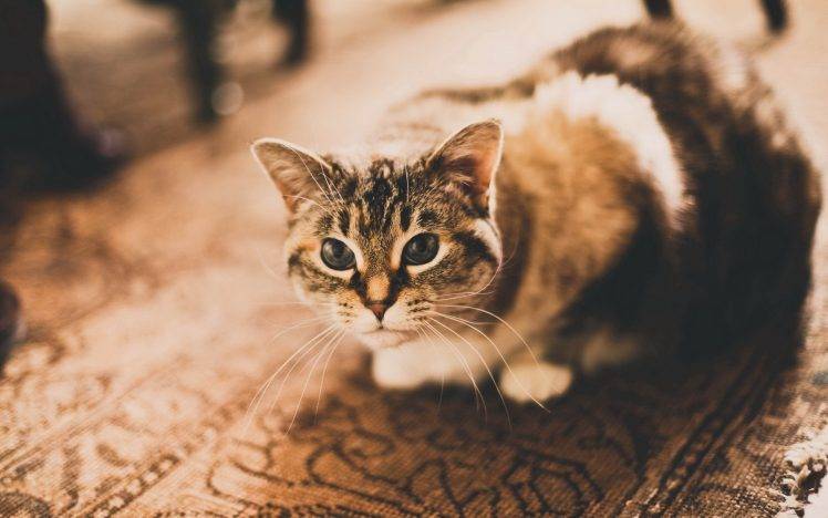 cat, Animals, Blurred, Vintage HD Wallpaper Desktop Background