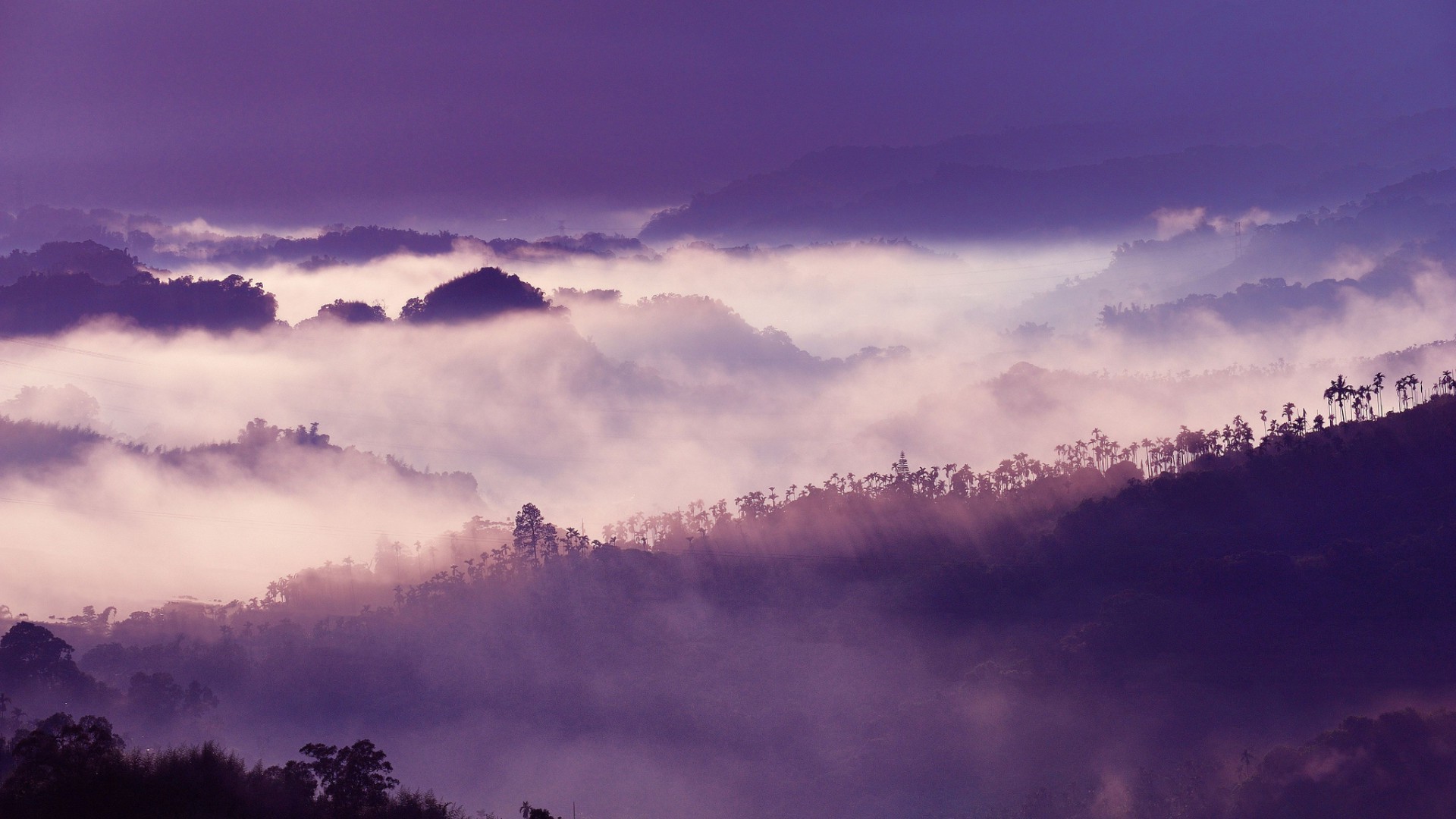 landscape, Trees, Mist Wallpaper