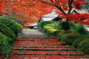 Japan, Landscape, Fall, Cherry Trees, Stairs, Leaves