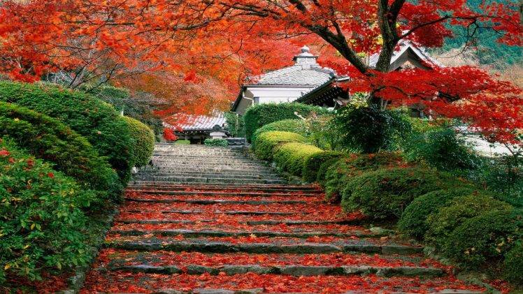 Japan, Landscape, Fall, Cherry Trees, Stairs, Leaves HD Wallpaper Desktop Background