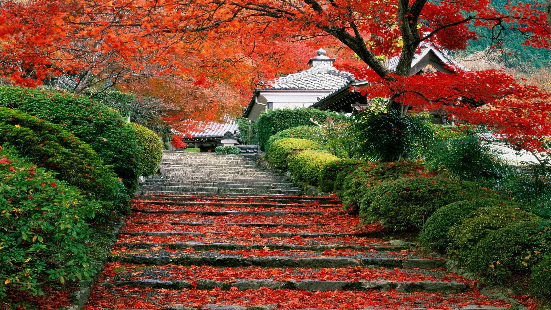 Landscape, Fall, Cherry Trees, Stairs