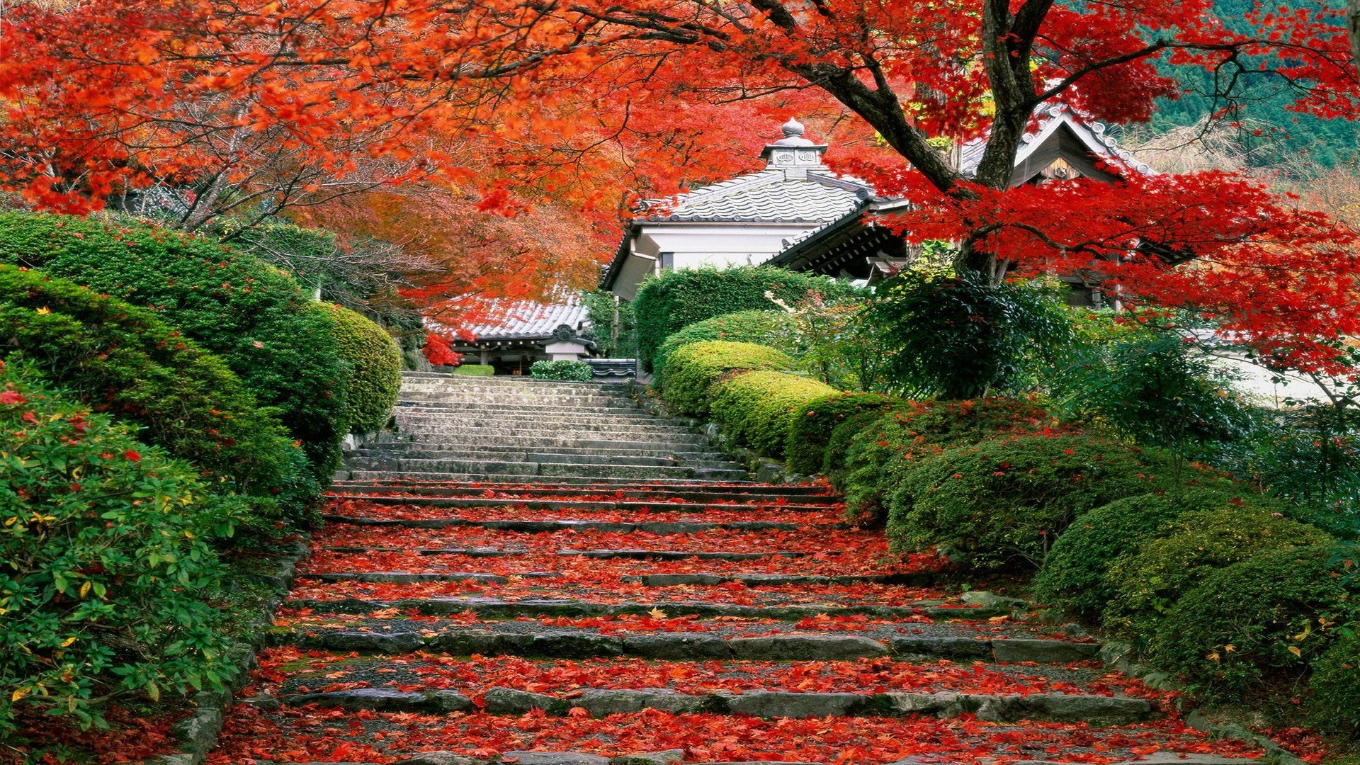 Japan, Landscape, Fall, Cherry Trees, Stairs, Leaves Wallpaper