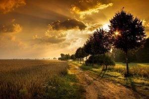 landscape, Nature, Sunset, Field, Wheat, Path, Dirt Road, Trees, Shadow, Sunlight, Orange, Clouds, Sky