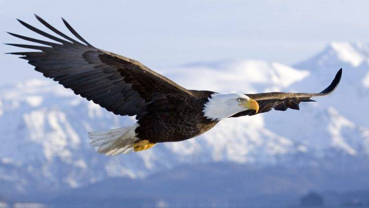 Bald Eagle In Mid air Flight Over Homer Spit Kenai Peninsula Alaska Winter HD Wallpaper Desktop Background