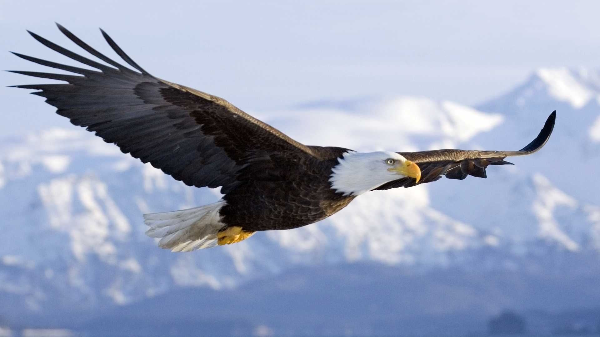 Bald Eagle In Mid air Flight Over Homer Spit Kenai Peninsula Alaska Winter Wallpaper