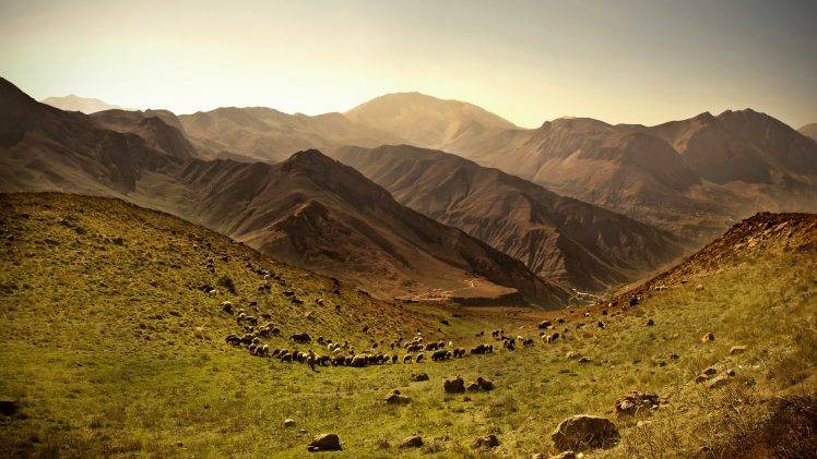 nature, Landscape, Hill, Animals, Sheep, Field HD Wallpaper Desktop Background