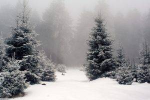 nature, Landscape, Snow, Forest