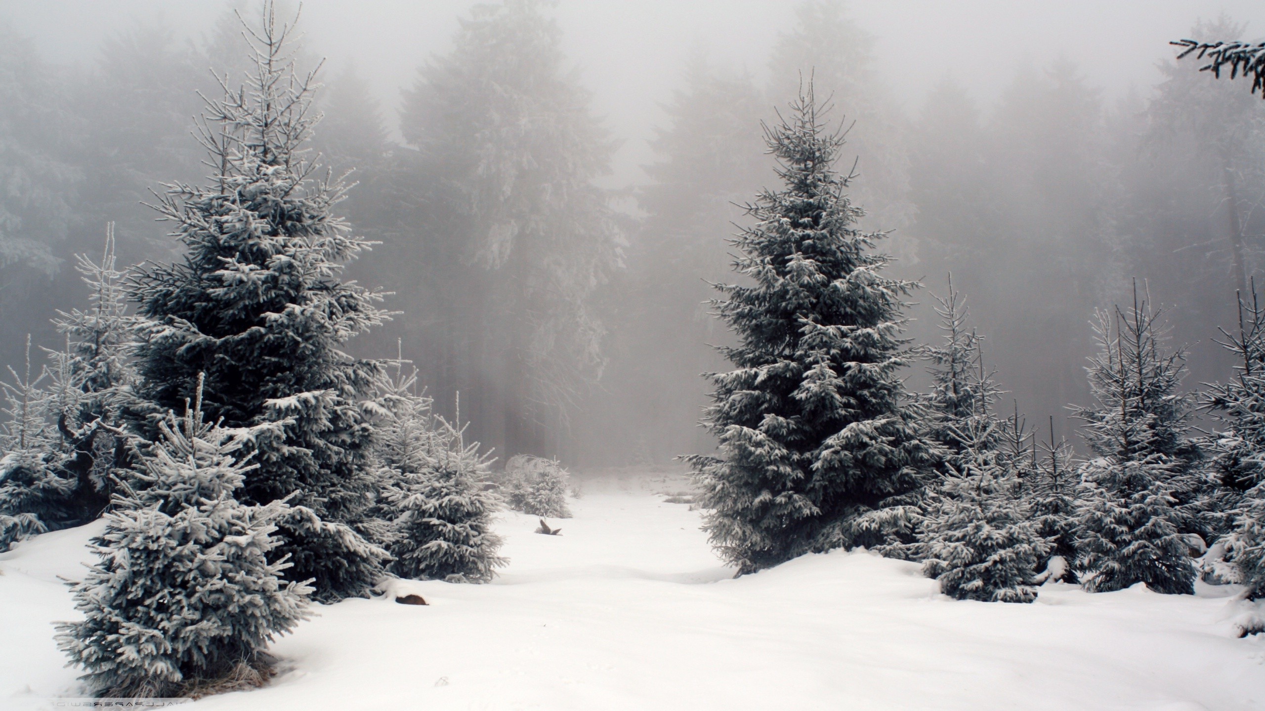 nature, Landscape, Snow, Forest Wallpaper