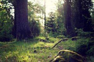 landscape, Forest, Nature, Forest Clearing, Sunlight