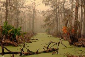 swamp, Landscape, Trees, Water