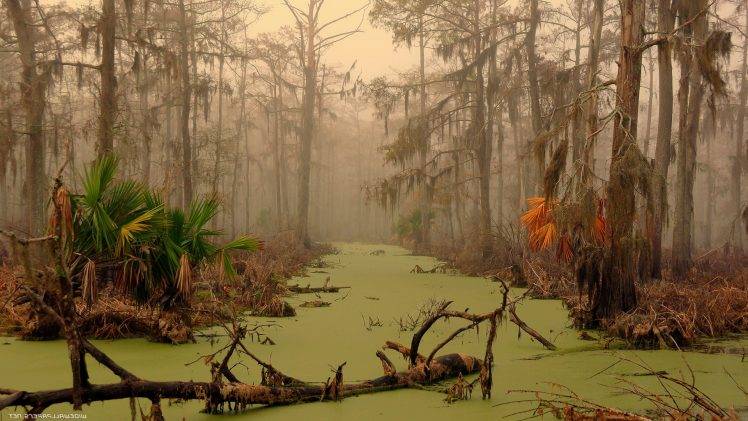 swamp, Landscape, Trees, Water HD Wallpaper Desktop Background