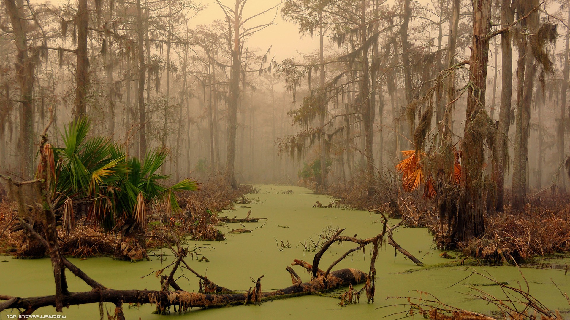 swamp, Landscape, Trees, Water Wallpapers HD / Desktop and Mobile Backgroun...