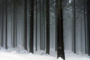 landscape, Snow, Trees, Winter