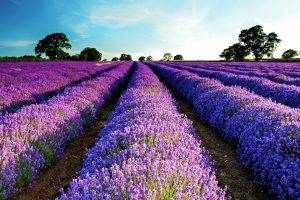 lavender, Field, Purple Flowers, Flowers, Landscape