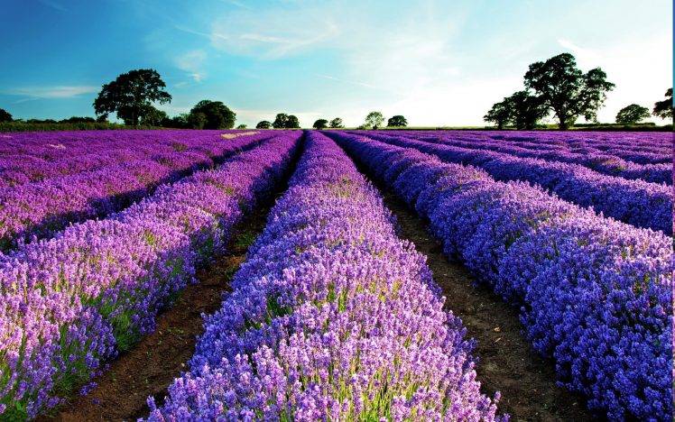 lavender, Field, Purple Flowers, Flowers, Landscape HD Wallpaper Desktop Background