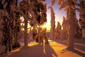 trees, Snow, Landscape