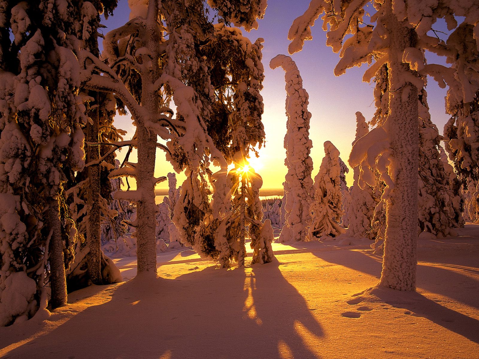 trees, Snow, Landscape Wallpaper