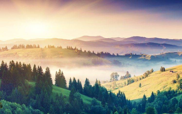 mist, Trees, Forest, Sunrise, Mountain, Landscape HD Wallpaper Desktop Background