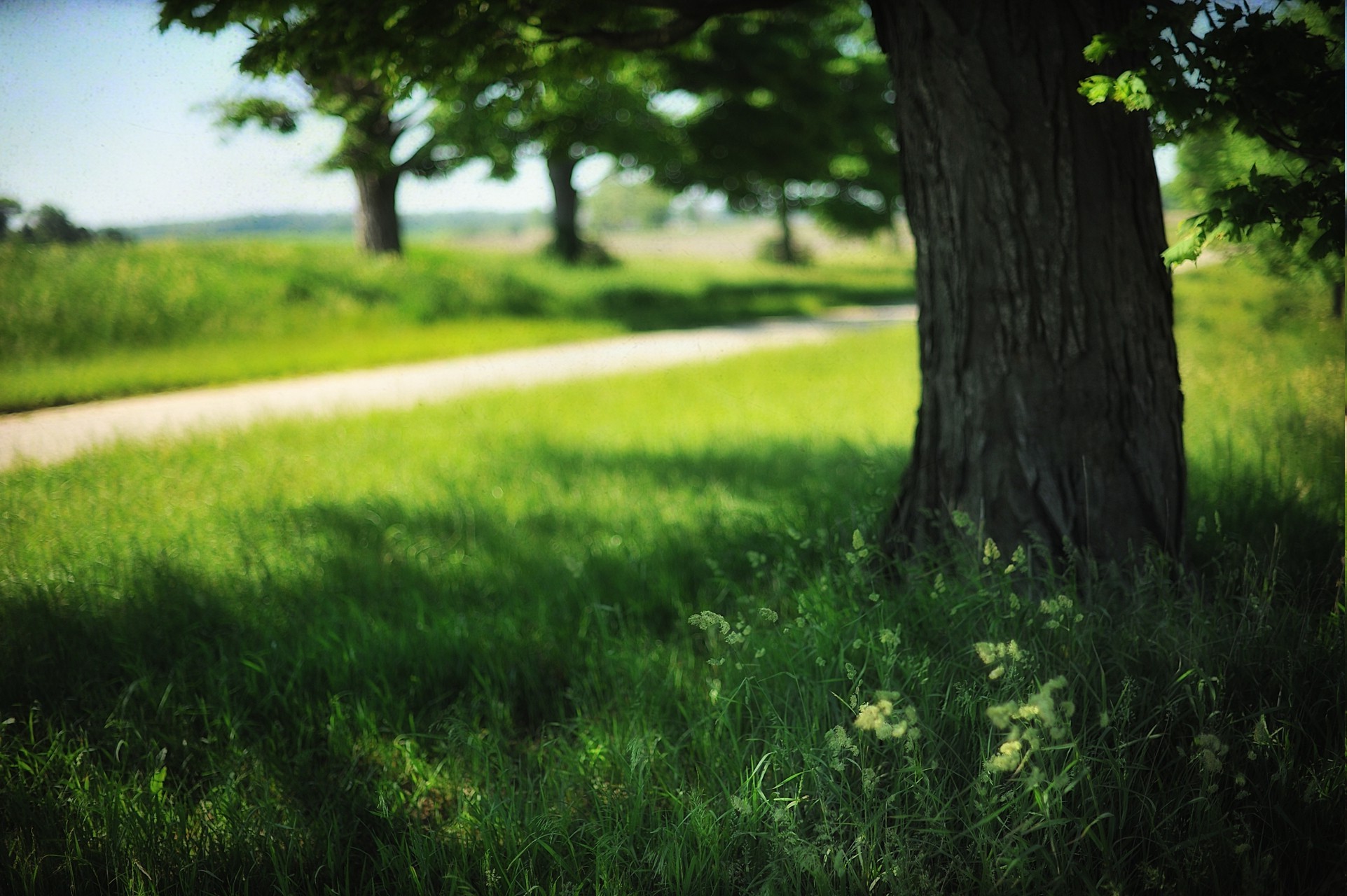 landscape, Field, Trees, Grass, Summer, Nature Wallpaper