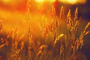landscape, Summer, Field, Wheat, Sunset