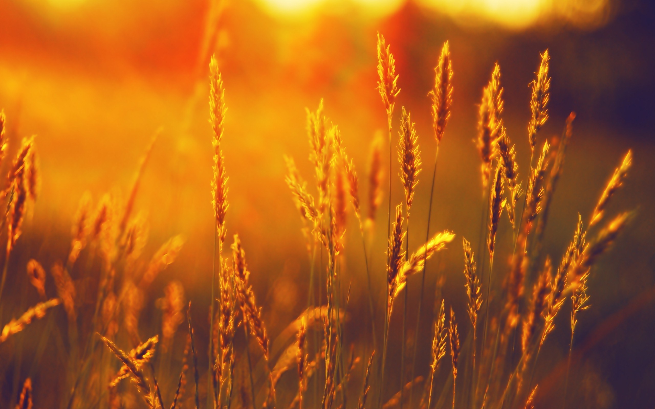 landscape, Summer, Field, Wheat, Sunset Wallpaper